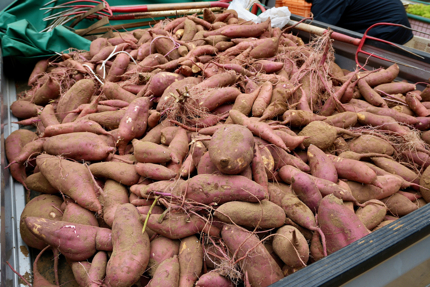 お芋のスナップ